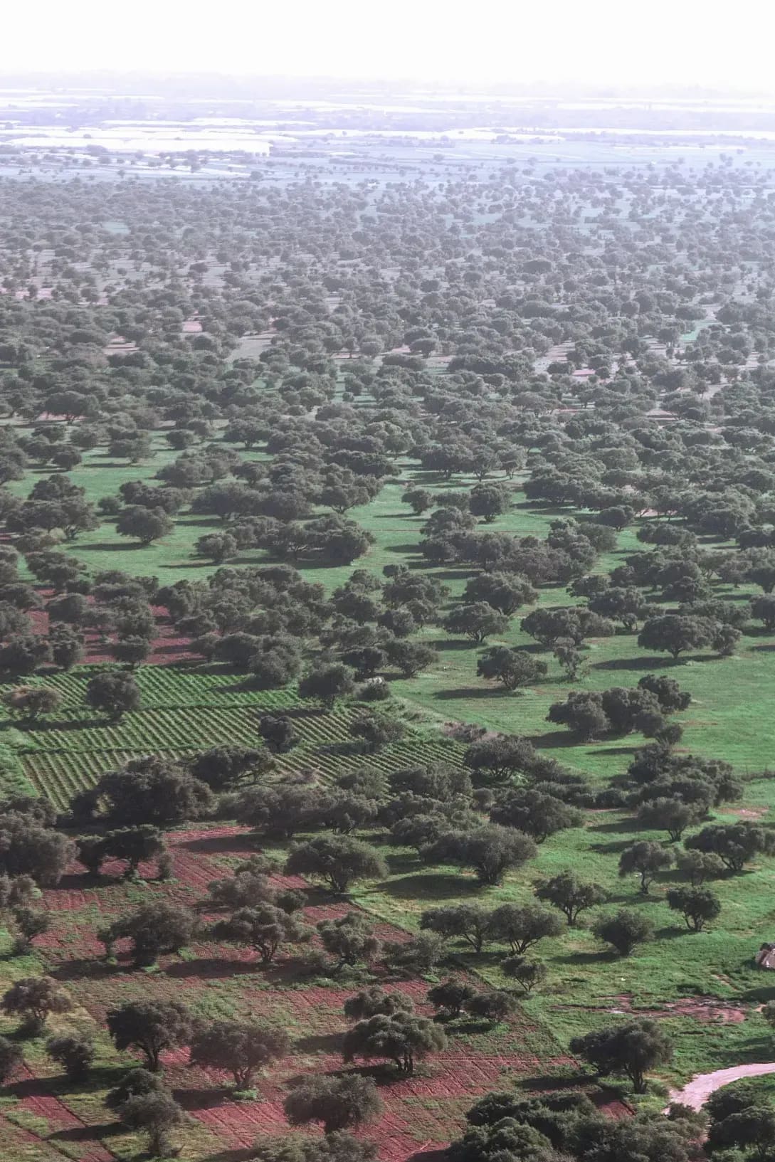 Gestión integral de fincas de olivar